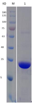 12% SDS-PAGE analysis profiles of purified PA3716-24-308 (CBB stained).
